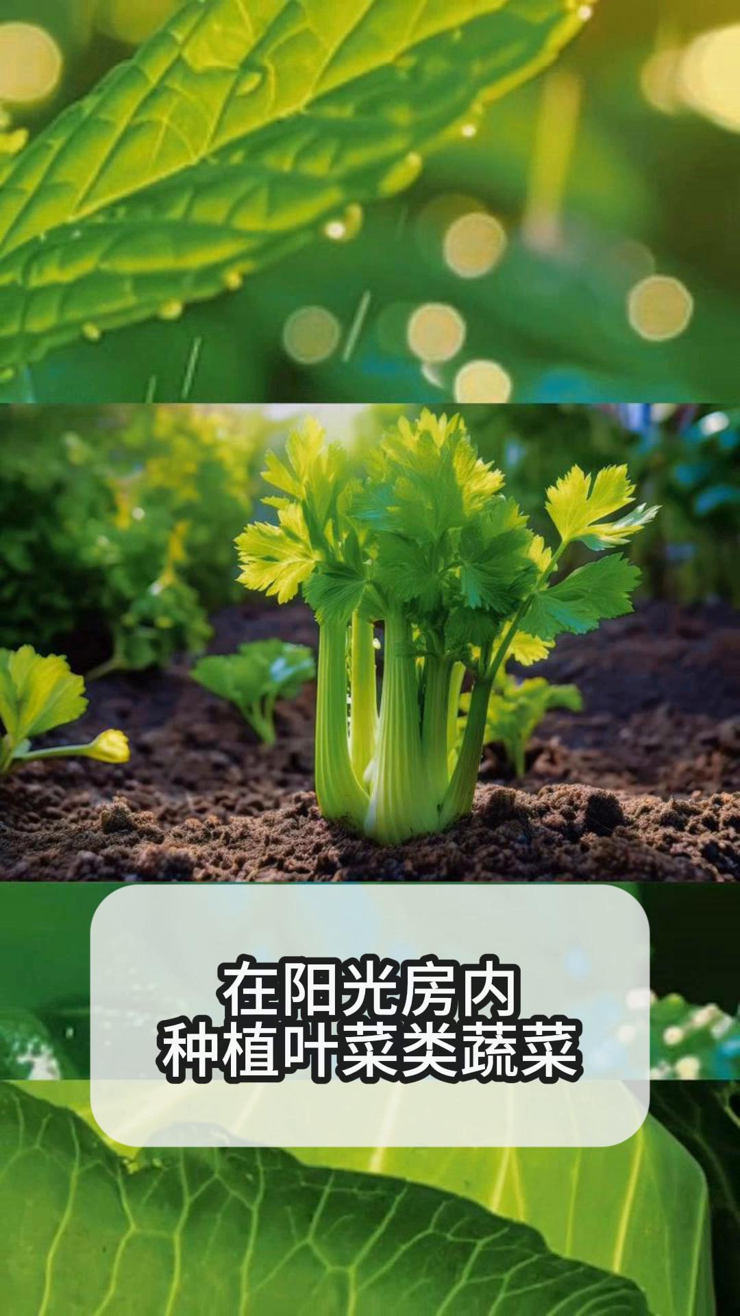 在阳光房内,种植叶菜类蔬菜
