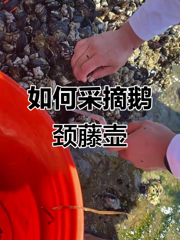 挖鹅颈藤壶的技巧与挑战,海底长茎美食大揭秘