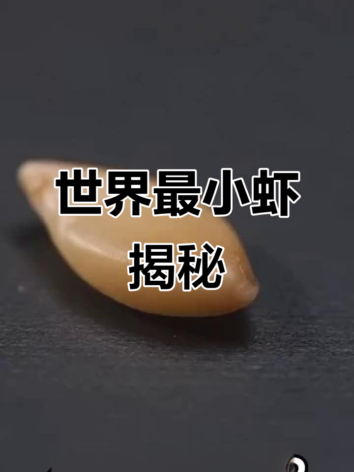 世界上最小的虾,麻虾:微小却美味