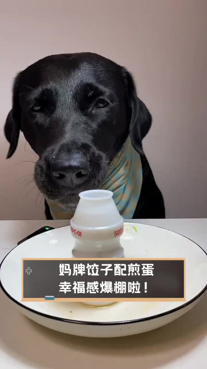 妈牌饺子配煎蛋,幸福感爆棚啦!