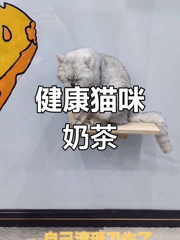 猫咖奶茶新体验,健康又美味