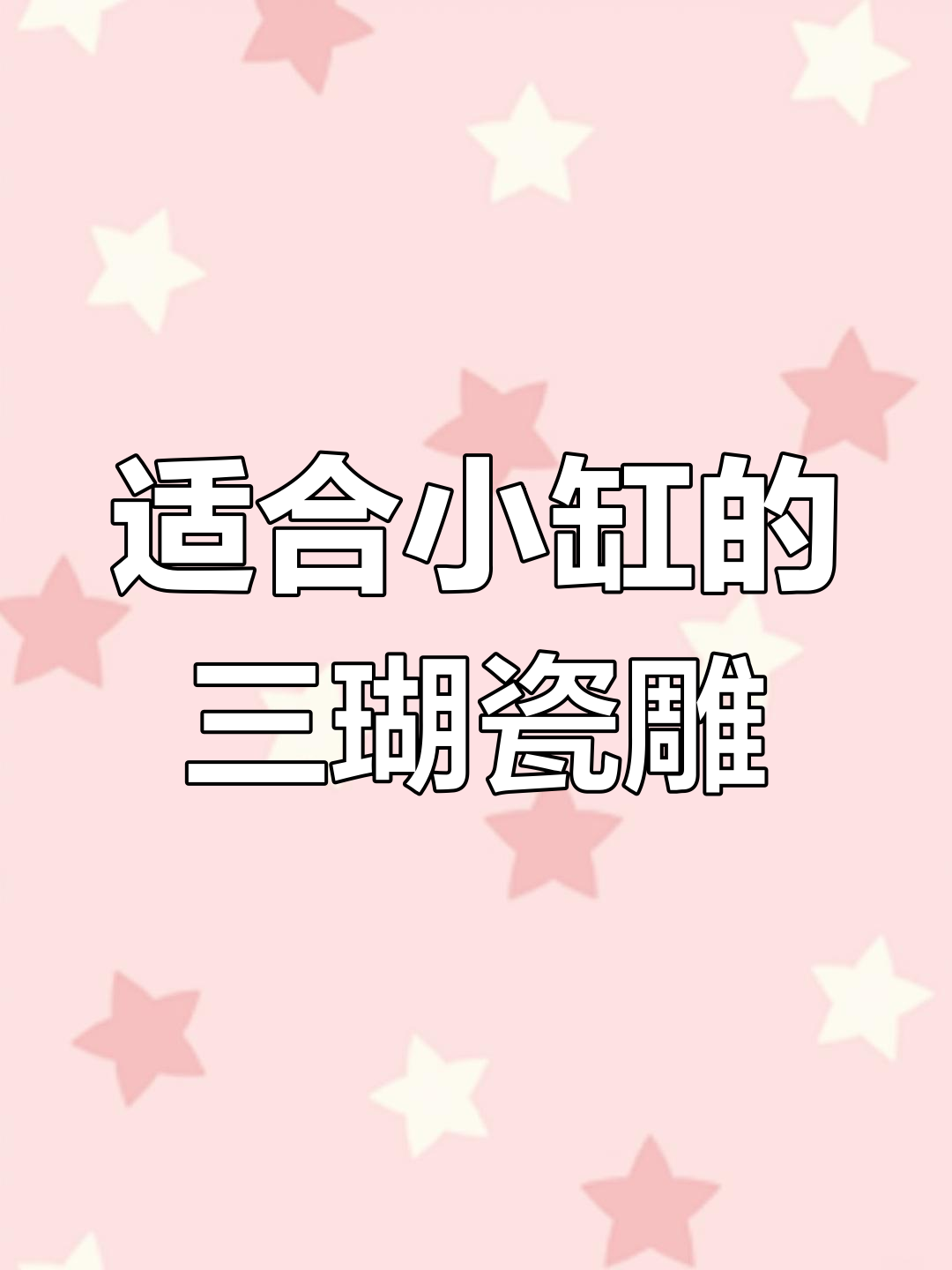 小缸也能养三瑚瓷雕,适合新手的低廉品种推荐