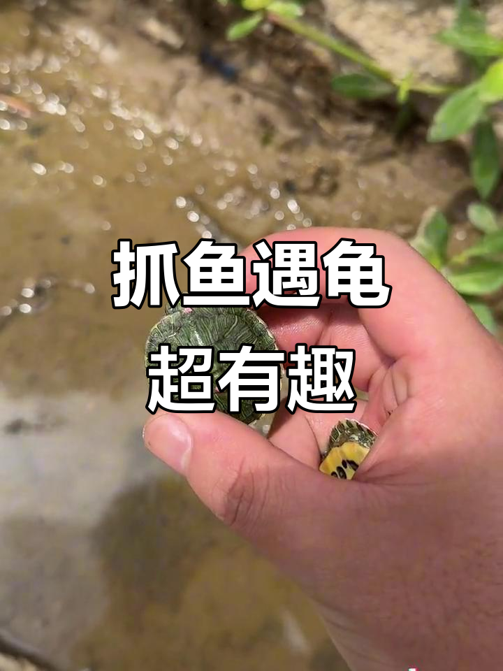 洗手时意外发现乌龟和鱼儿,卡通与原皮哪个更可爱?
