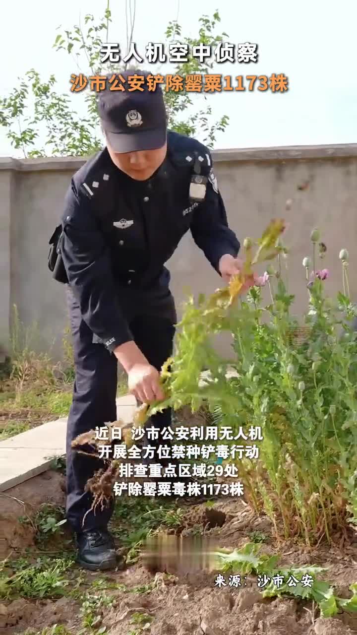 无人机空中侦察,沙市公安铲除罂粟1173株