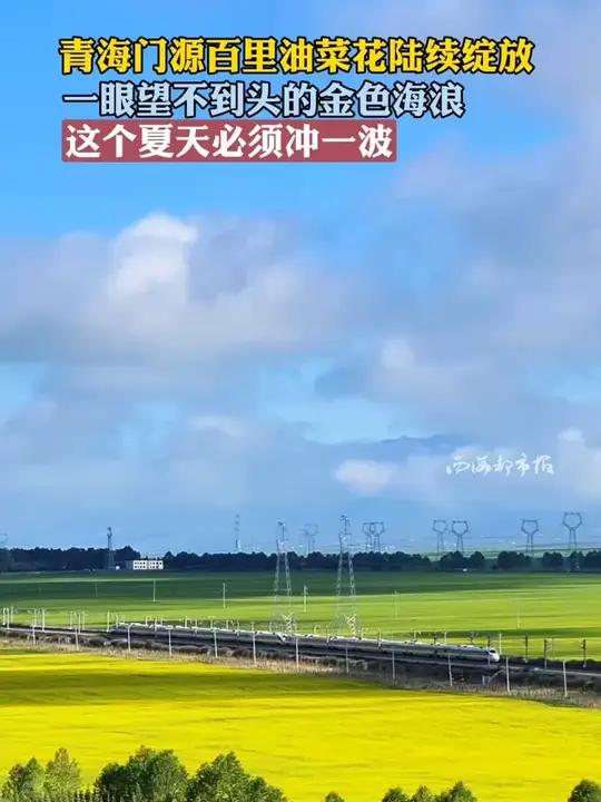 一眼望不到头的金色海浪 这个夏天必须冲一波油菜花海