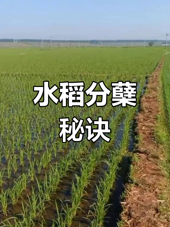 合理施肥,促进水稻提前分蘖,提高产量