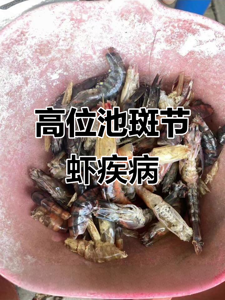 福建高位池斑节虾新病害:镰刀真菌引发的红体黑腮症状