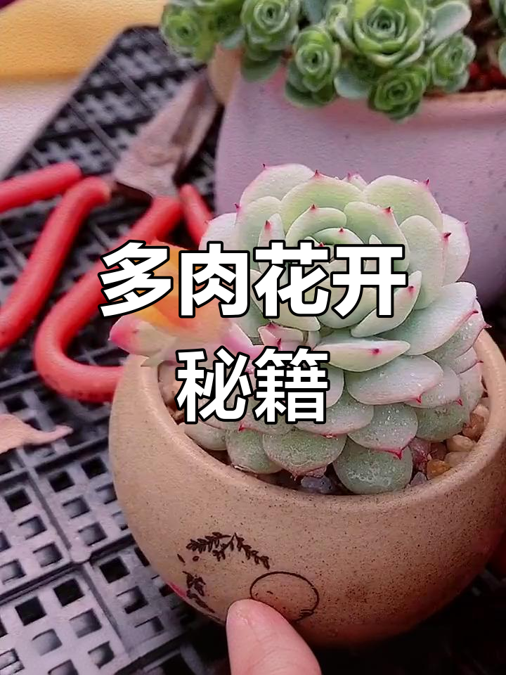 多肉开花有窍门，轻松应对各种情况！
