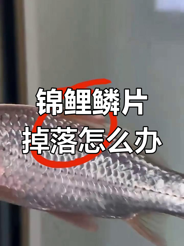 锦鲤鳞片脱落、鱼鳍充血?这些原因你得知道