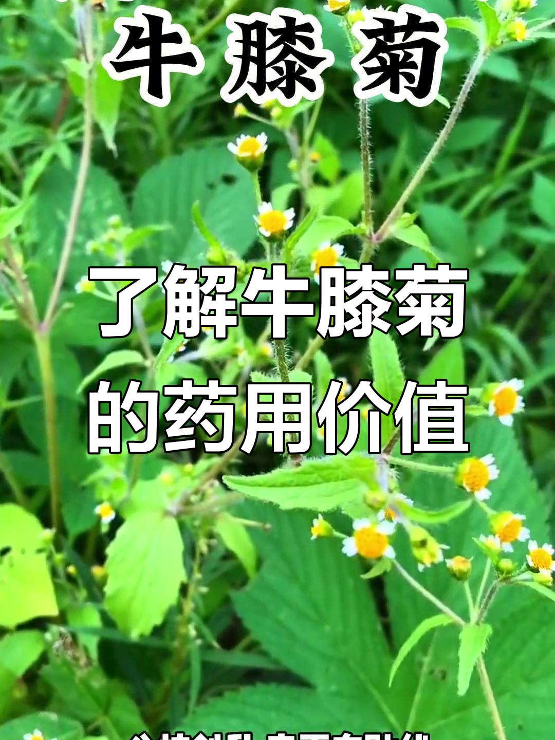 牛膝菊:民间草药与植物科普
