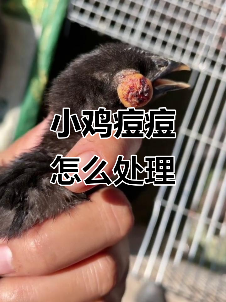 小鸡长痘怎么办？眼睛都看不见了，太吓人了！