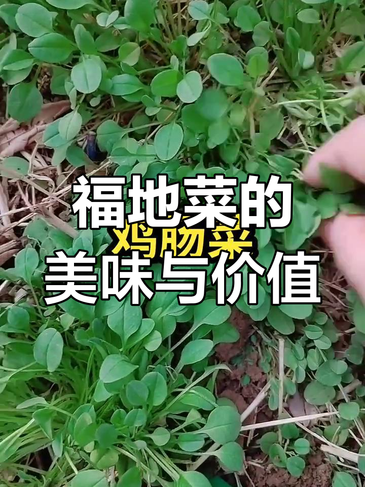福地菜:鸡肠菜的独特美味,营养丰富你尝过吗?