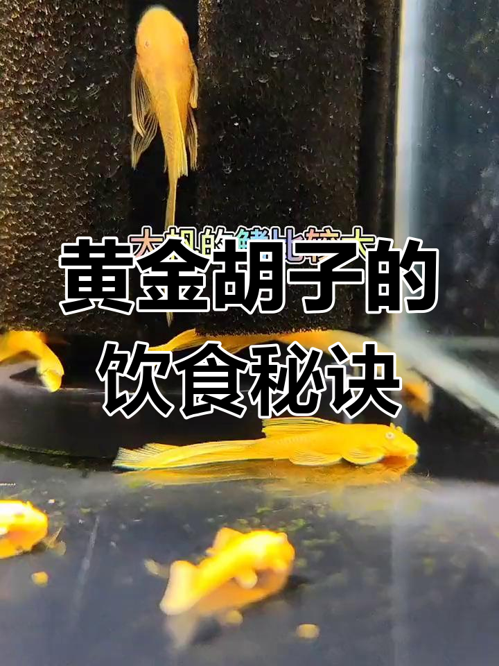 黄金胡子吃素为主,菠菜、南瓜等蔬菜更合适