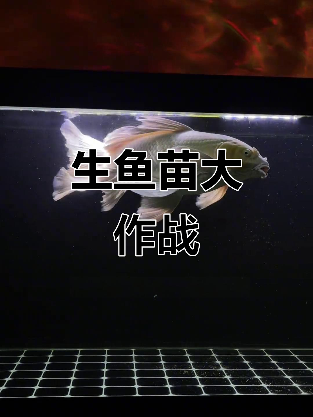 蝴蝶鲤又要生小鱼了,第一胎还没处理完,真是忙得不可开交!