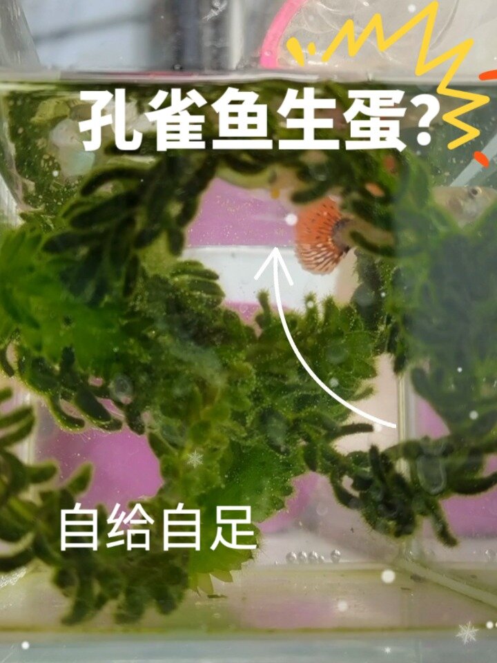 孔雀鱼生蛋了!