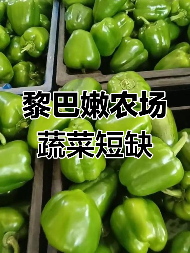 黎巴嫩农场蔬菜供不应求,青椒生菜抢手