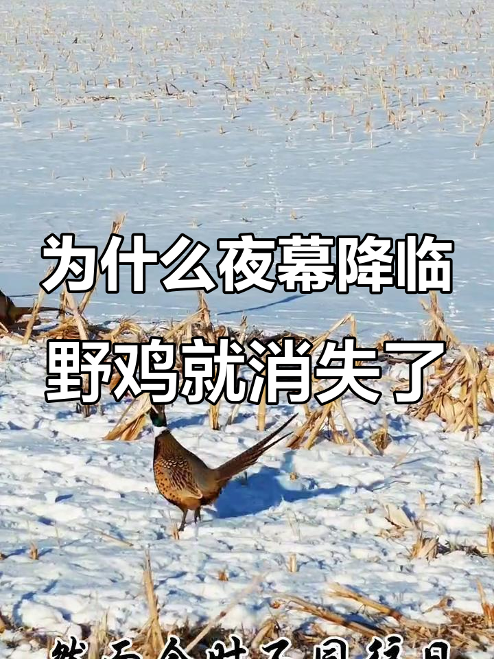 野鸡为何夜晚消失?揭秘三有保护动物的秘密