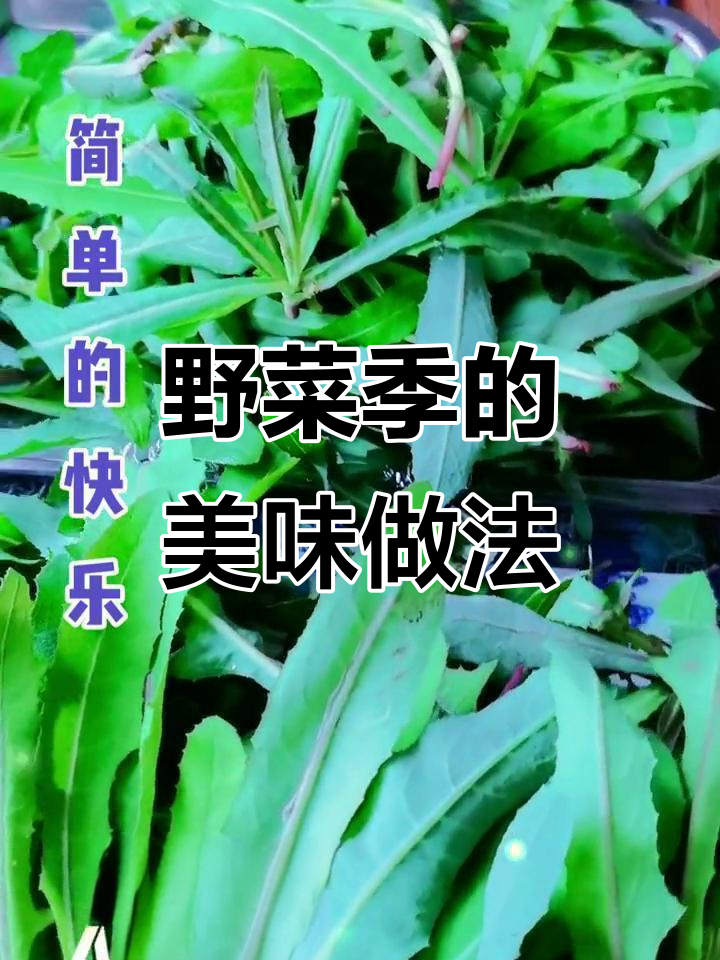 青麻菜、薄荷与养心菜的季节美味,饺子包子都能做