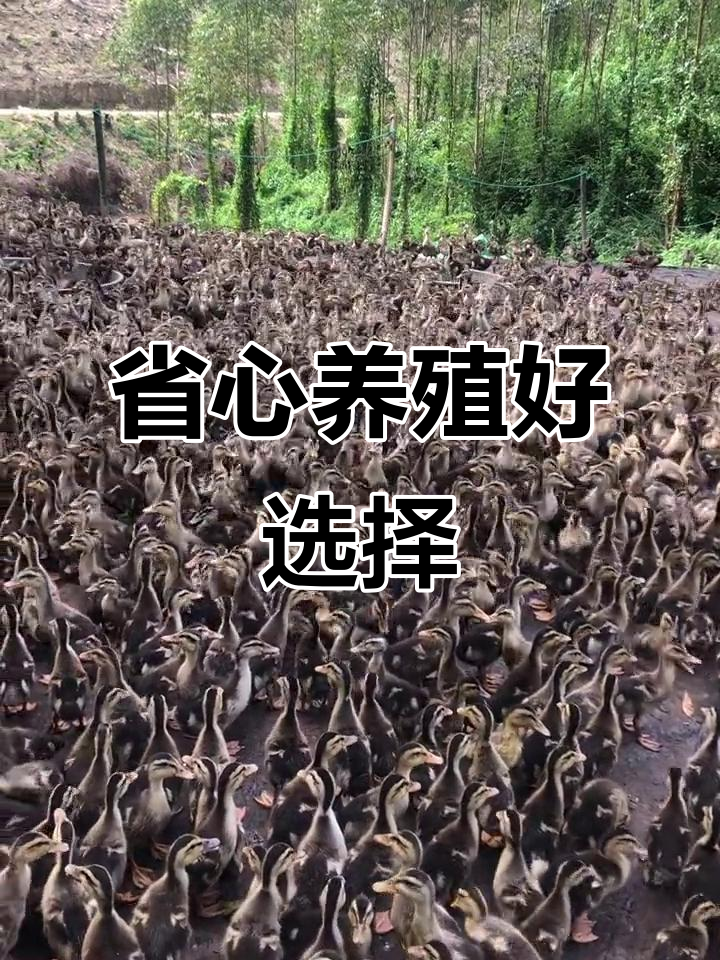 麻鸭公苗,体重一斤左右,疫苗齐全,轻松养殖无需额外照顾
