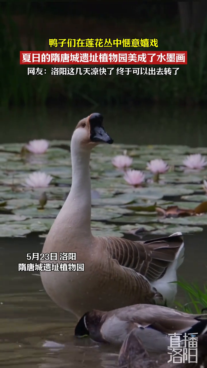 鸭子们在莲花丛中惬意嬉戏,夏日的隋唐城遗址植物园美成了水墨画