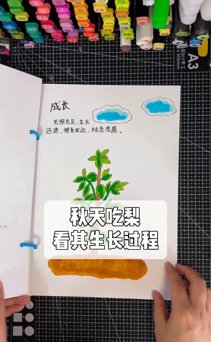 秋天吃梨,看其生长过程