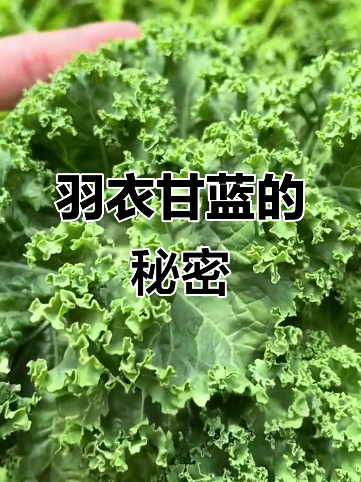 羽衣甘蓝:长得像树的蔬菜,营养丰富又低热量
