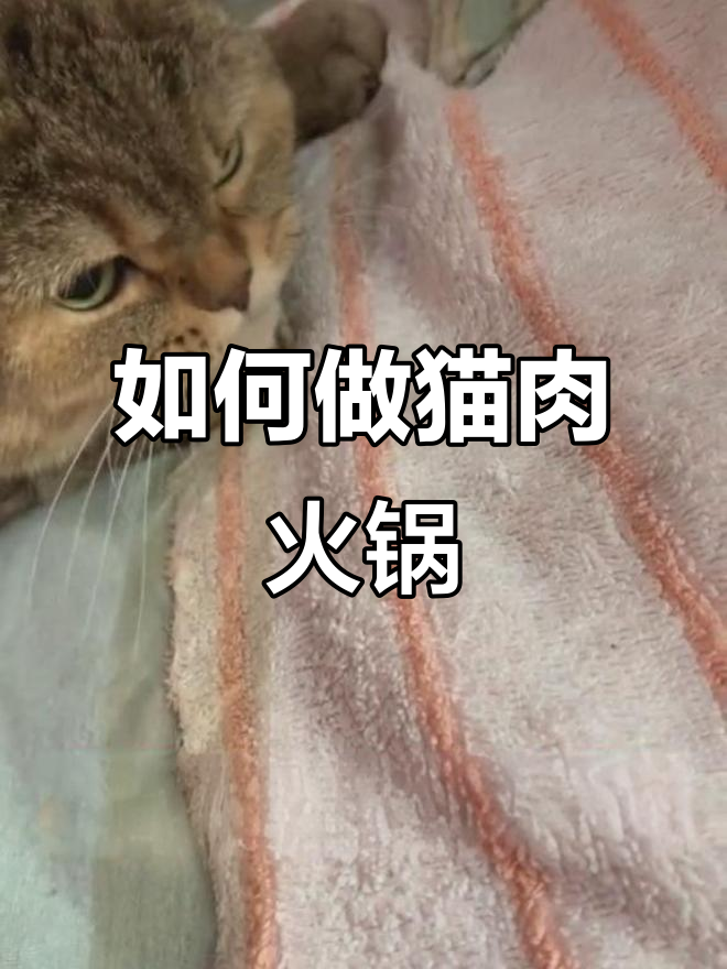 猫肉火锅怎么做才好吃?半夜尿床事件引发思考