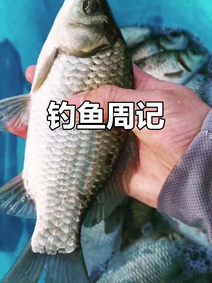 2022年11月垂钓周记,记录钓鱼的点滴与收获