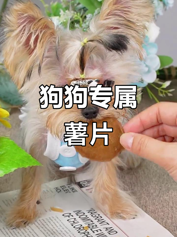 小狗也能吃薯片,四种口味任选!原切鸡鸭肉更健康