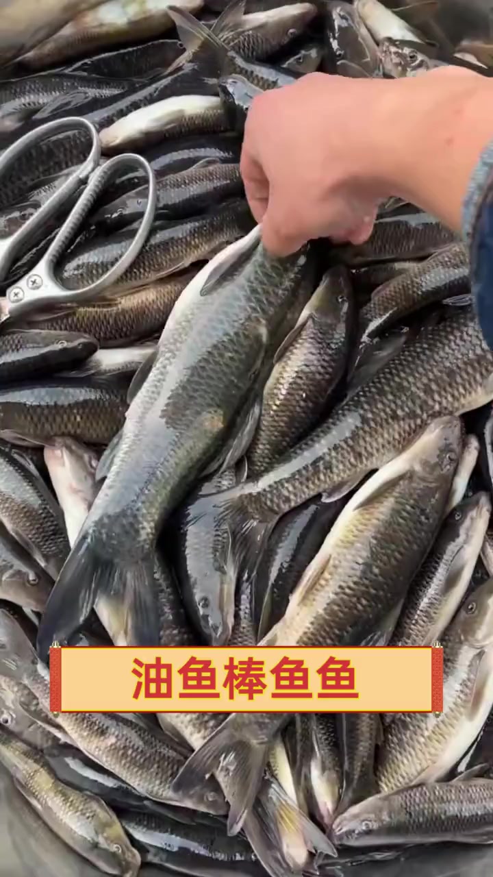 油鱼棒鱼鱼