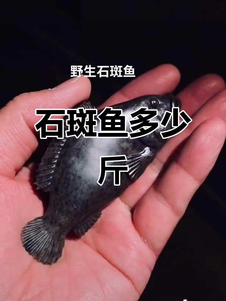 野生石斑鱼价格大揭秘,多少钱一斤才合适?