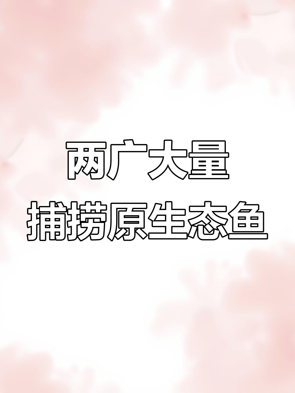 广东广西野生鱼大丰收,原生普叉观赏价值高