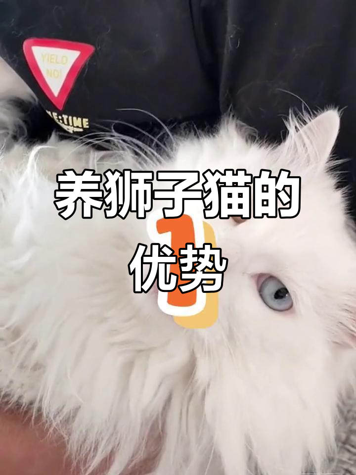 临清狮子猫的六大优点,养了它你绝对不后悔