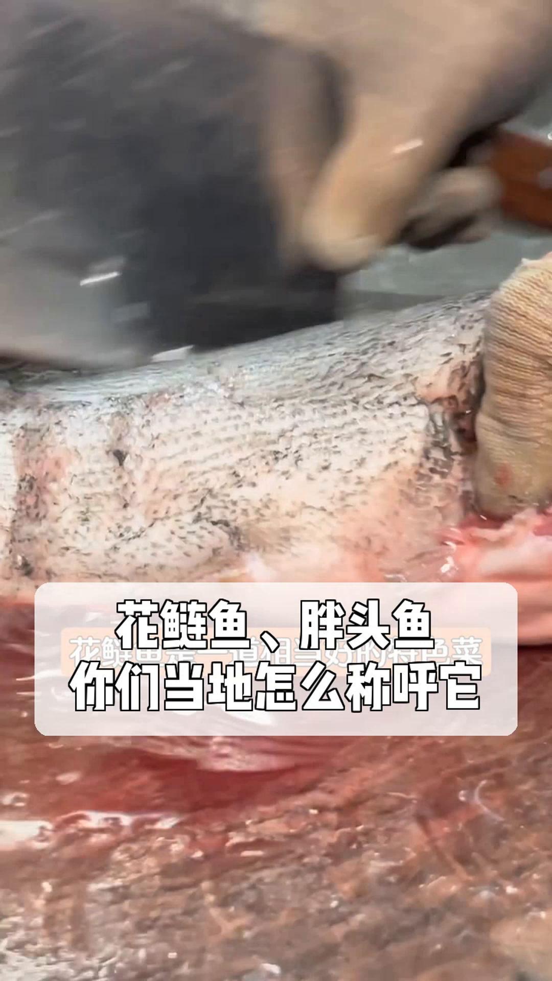 花鲢鱼、胖头鱼,你们当地怎么称呼它?