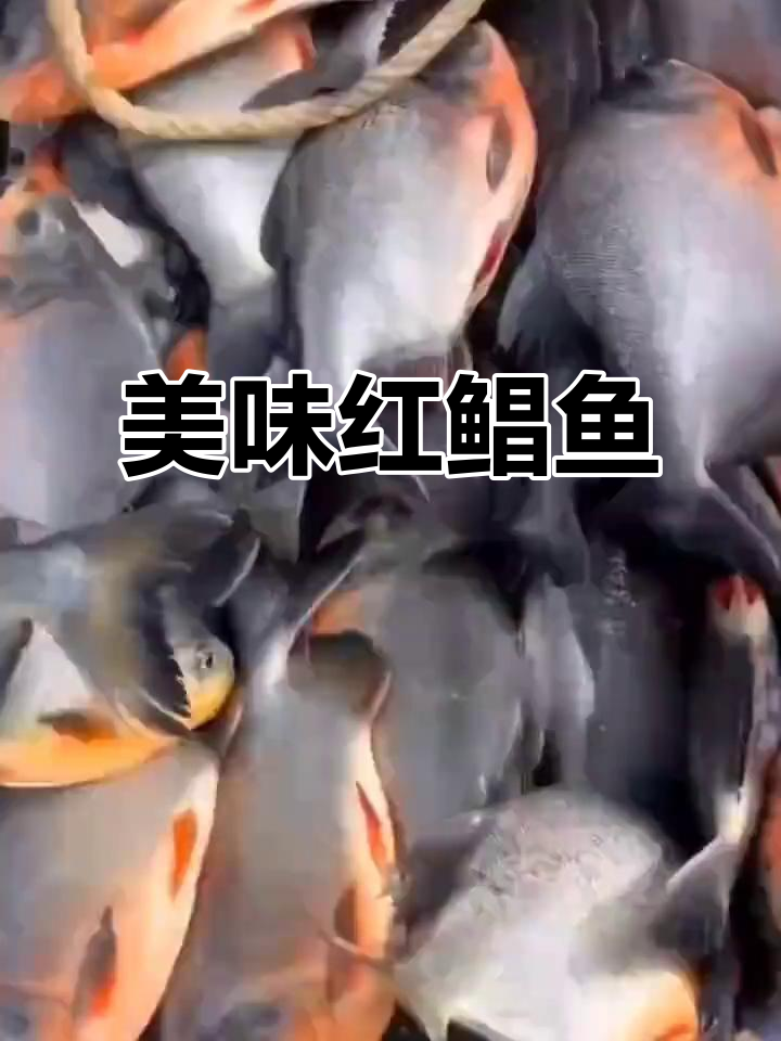 红鲳鱼肉质鲜美,刺少易做,红烧清蒸皆宜