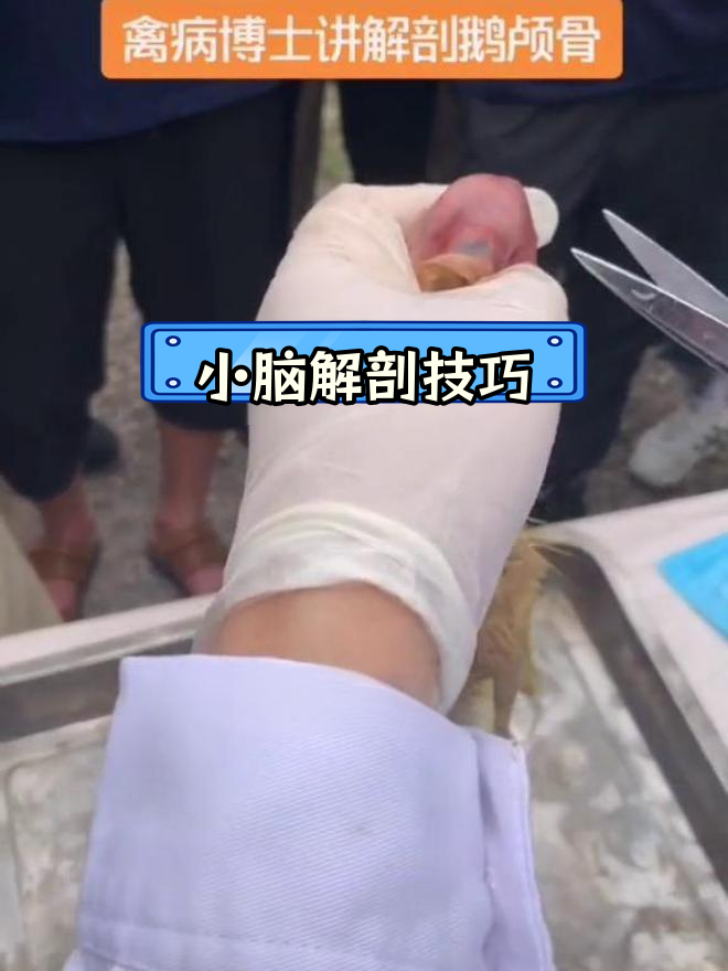 解剖鹅的小脑结构