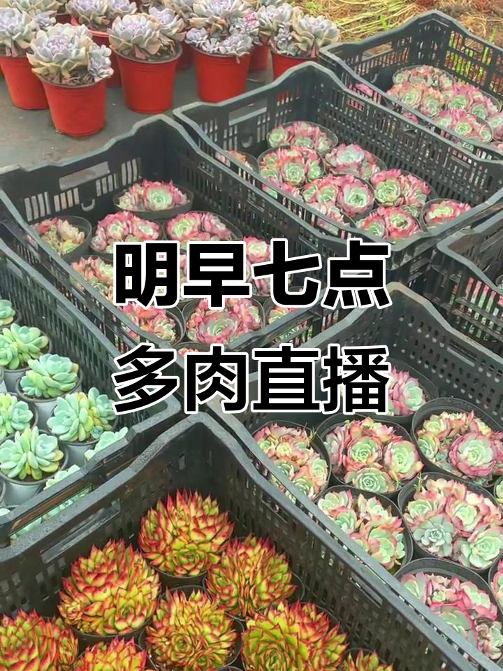 明天七点直播,吉赛尔、劳伦斯等多肉植物等你来赏
