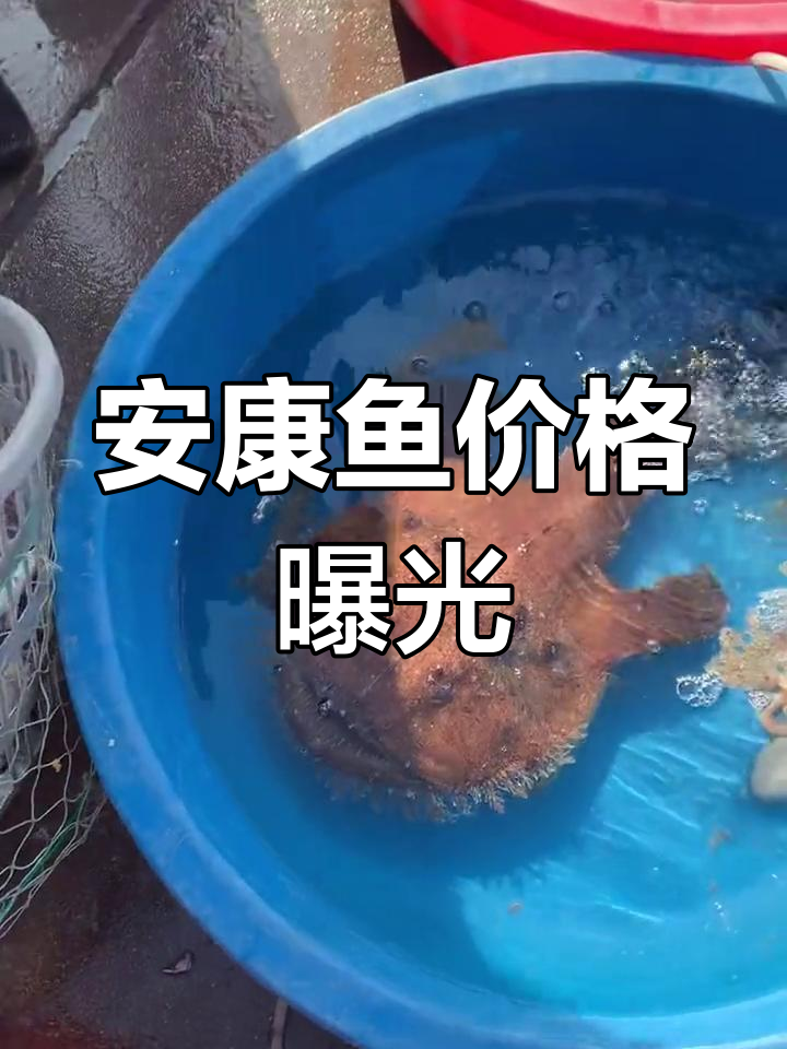安康鱼价格大揭秘,码头现场抢购实录
