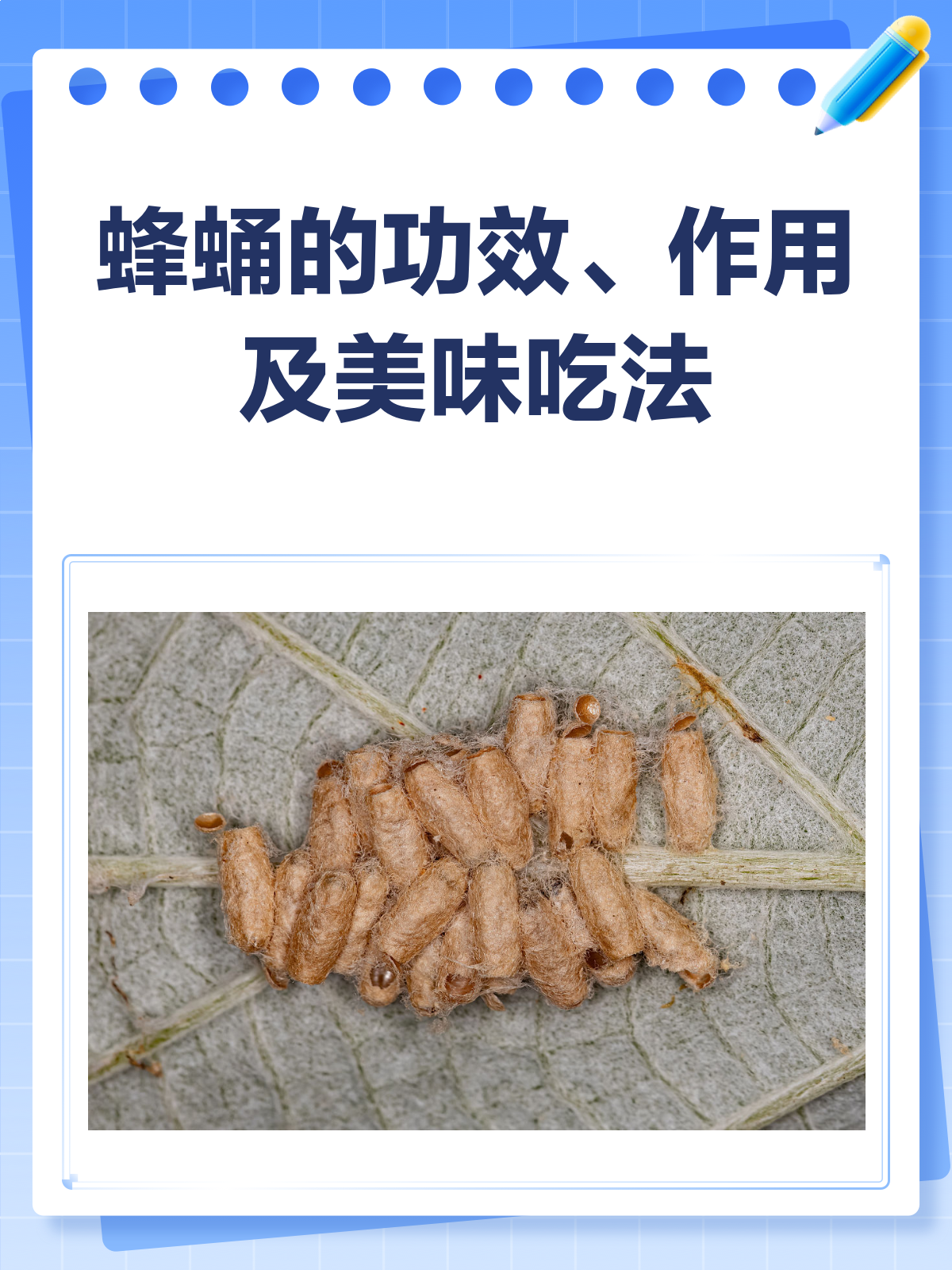 蜂蛹大揭秘!滋补美味两不误