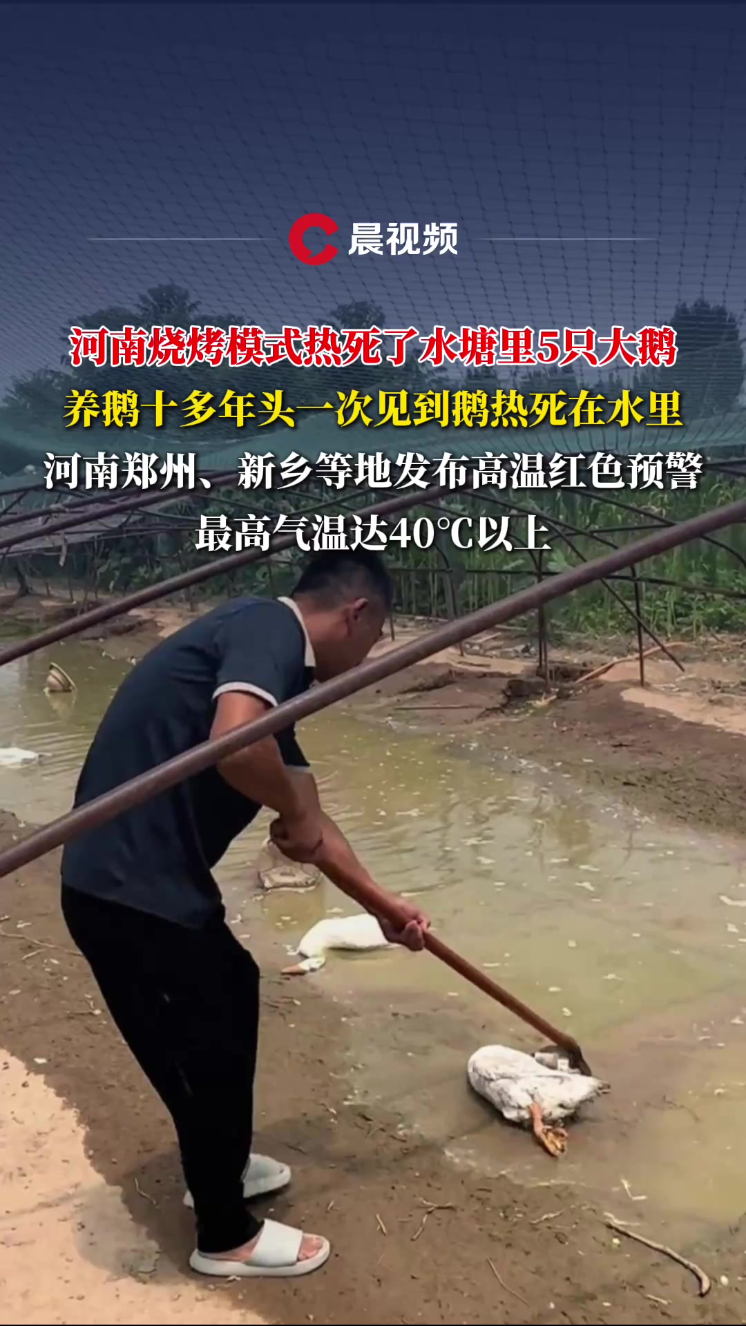 河南烧烤模式热死了水塘里5只大鹅,养鹅十多年头一次见到鹅热死在水里