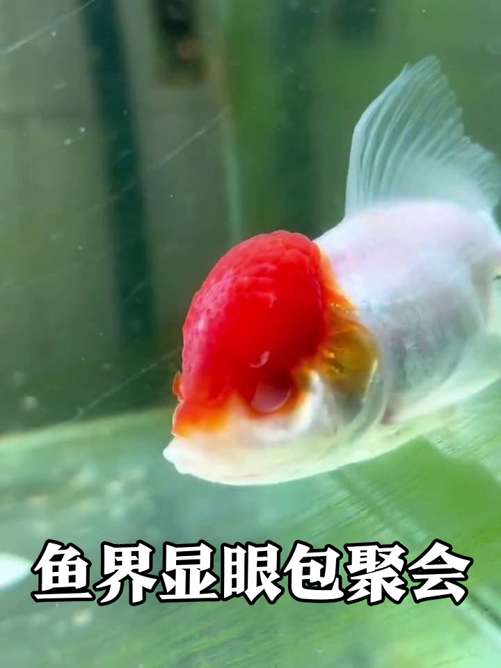 红顶金鱼“小红帽”带群鱼开派对,画面太治愈!
