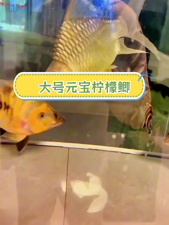 超大尺寸柠檬鲫,霸气十足