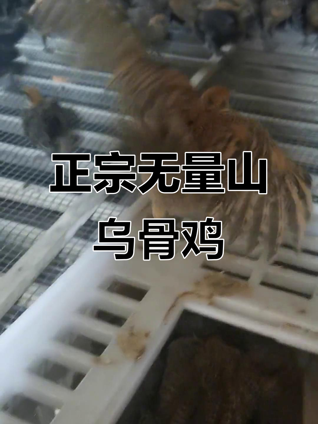 无量山乌骨鸡:正宗土鸡,品质保证