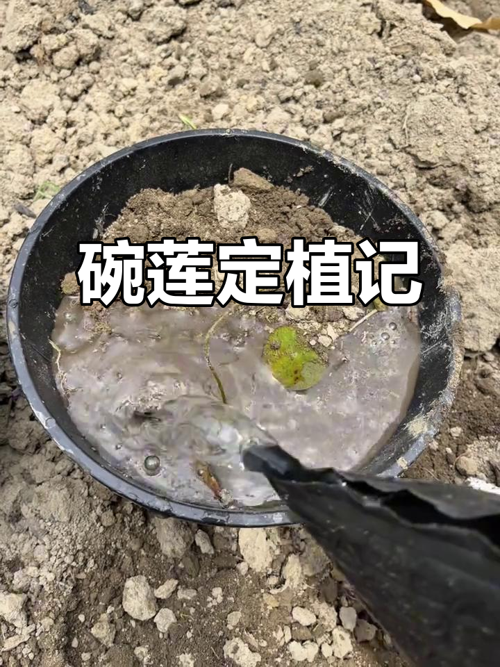 碗莲种子终于种下,菜地泥土直接种植,简单又省力