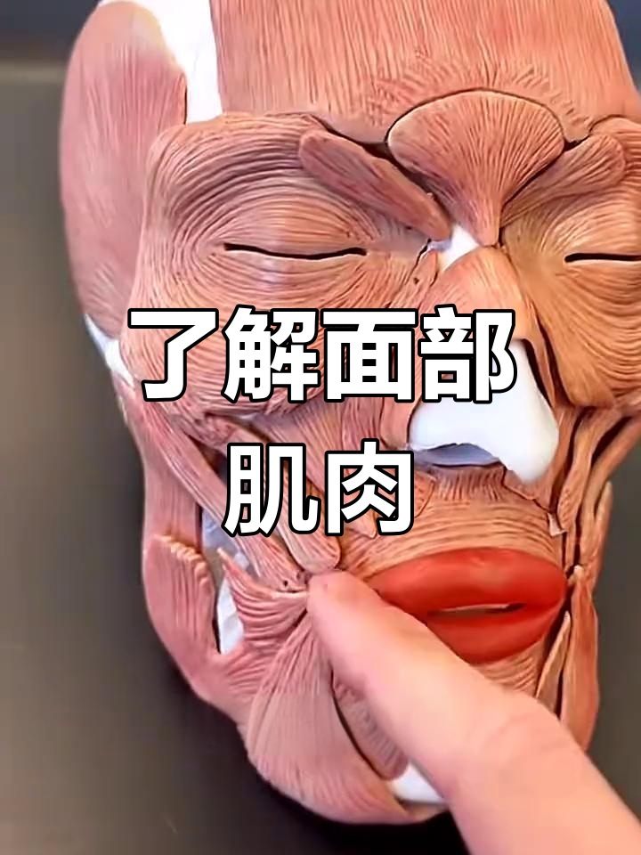 面部肌肉分布与功能解析