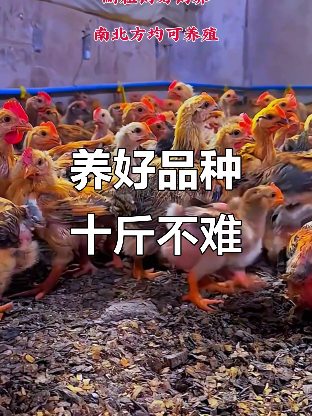 882鸡苗养殖经验分享,大象腿水桶腰助力快速增重