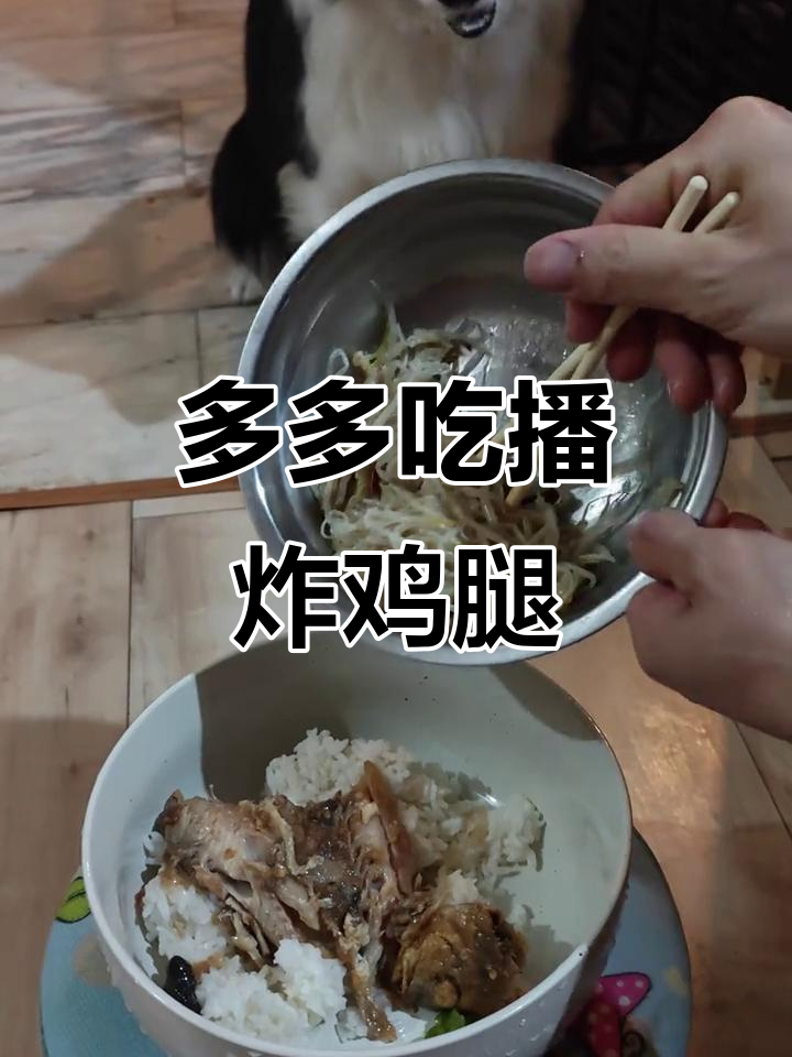 边牧多多大快朵颐,炸鸡腿配米饭吃得超满足