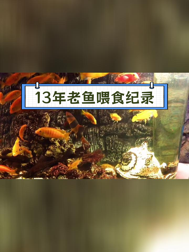 养了13年的三间鼠鱼,终于拍到喂食画面
