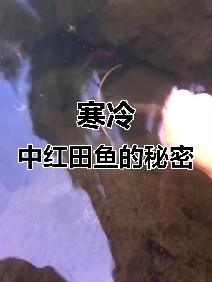 红田鱼躲石头下,冷天一动不动!