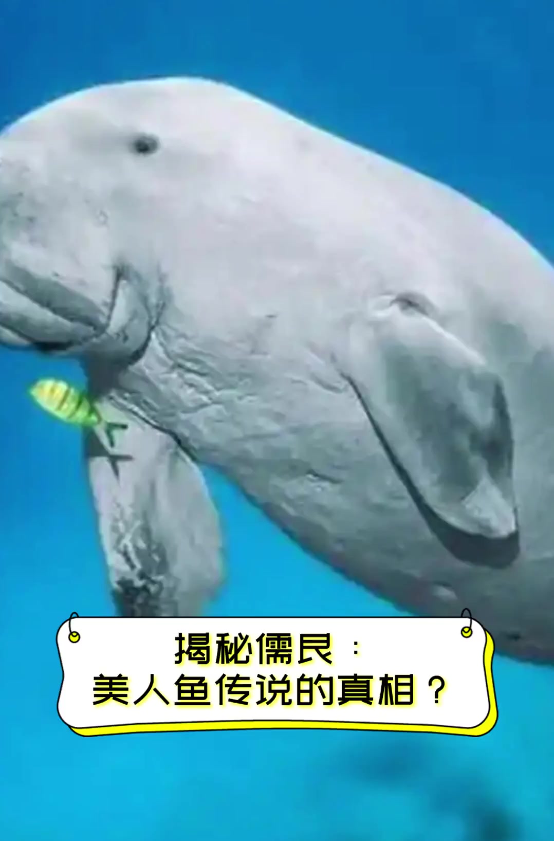 揭秘儒艮:美人鱼传说的真相?